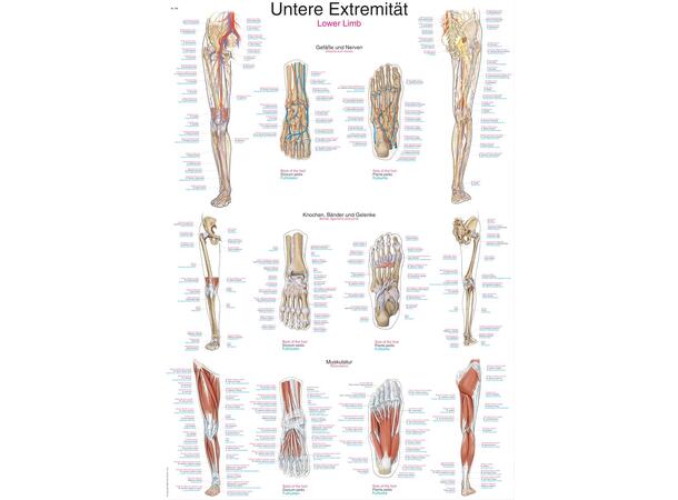 Plakat Lower Limb 50 x 70 cm Papir